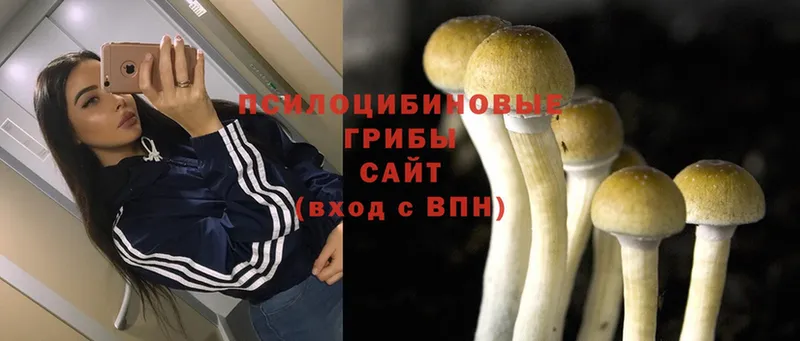 Галлюциногенные грибы Cubensis  Елабуга 